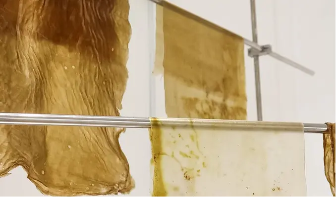 Alexa Brews feature image